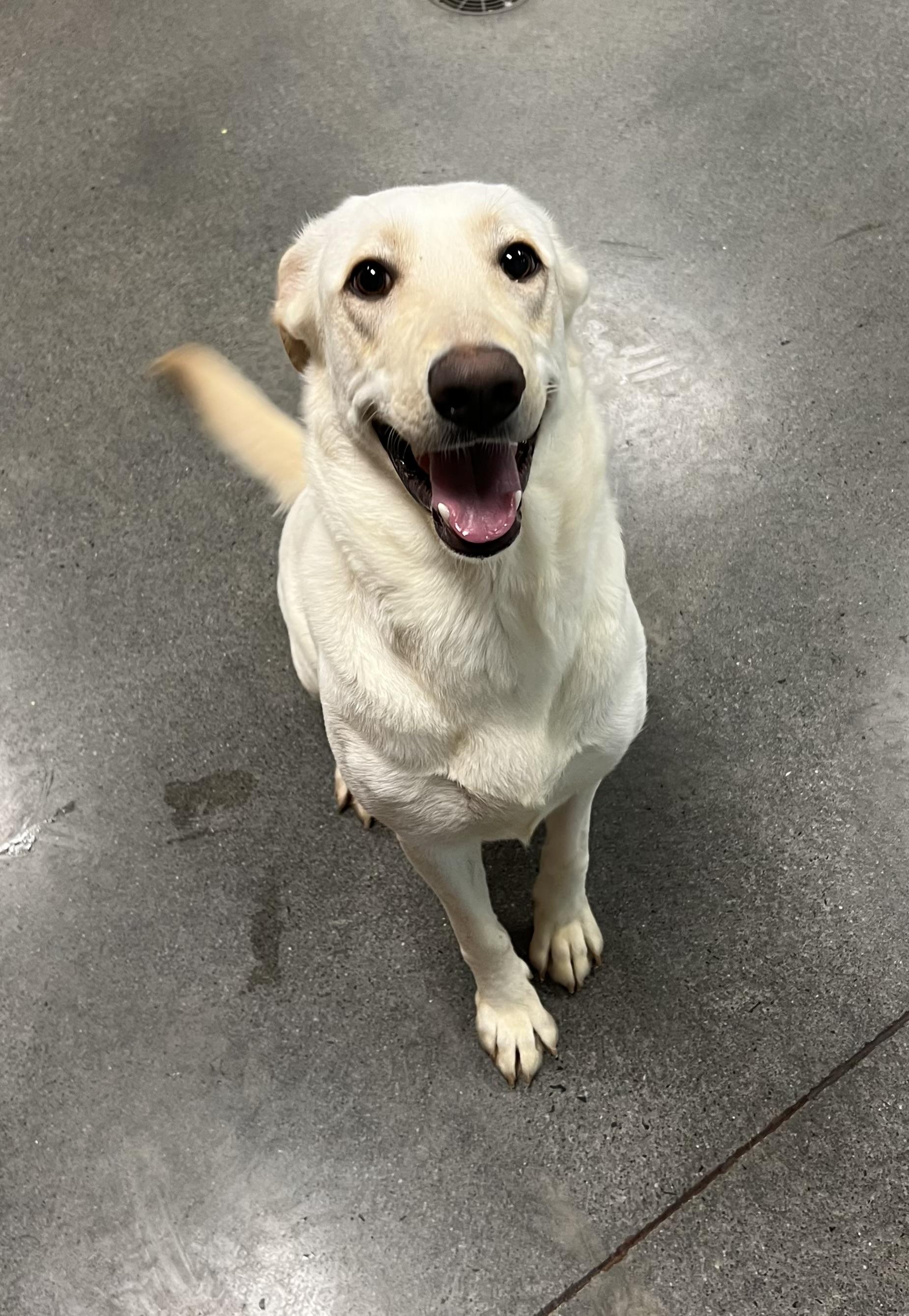 Casey, a Adopted Yellow Labrador Retriever in Edgewater, NJ image 2/2