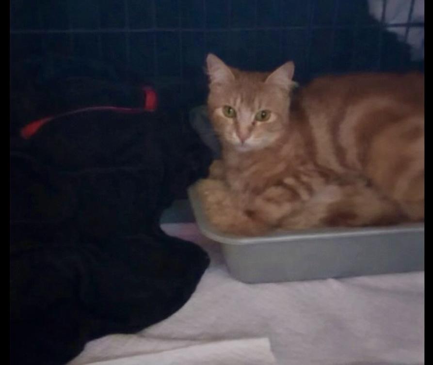 Cassiopeia (Cassi), Adoptable, Young Female Domestic Short Hair.