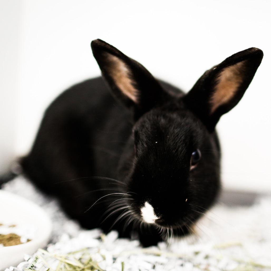 Enlarge Rice, a Adoptable New Zealand in Dover, NH image 2/3