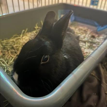 Enlarge Rice, a Adoptable New Zealand in Dover, NH image 3/6