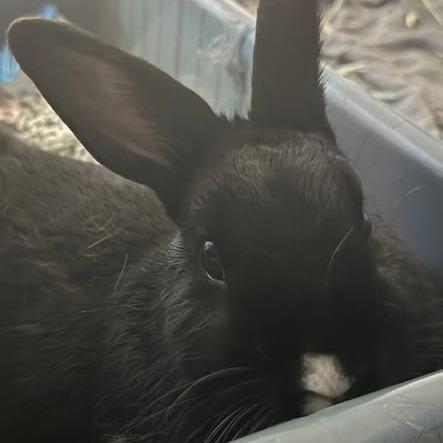 Enlarge Rice, a Adoptable New Zealand in Dover, NH image 4/6