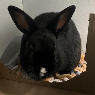 Enlarge Rice, a Adoptable New Zealand in Dover, NH image 3/3