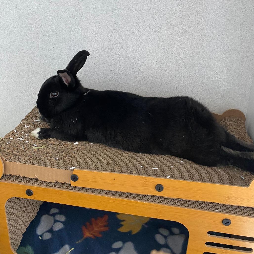 Enlarge Rice, a Adoptable New Zealand in Dover, NH image 4/4