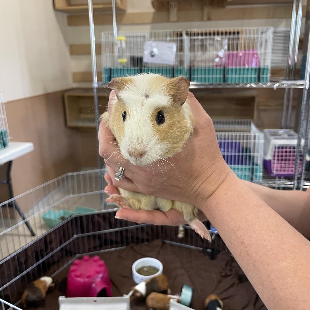 Wiggles, Adoptable, Young Male Guinea Pig.