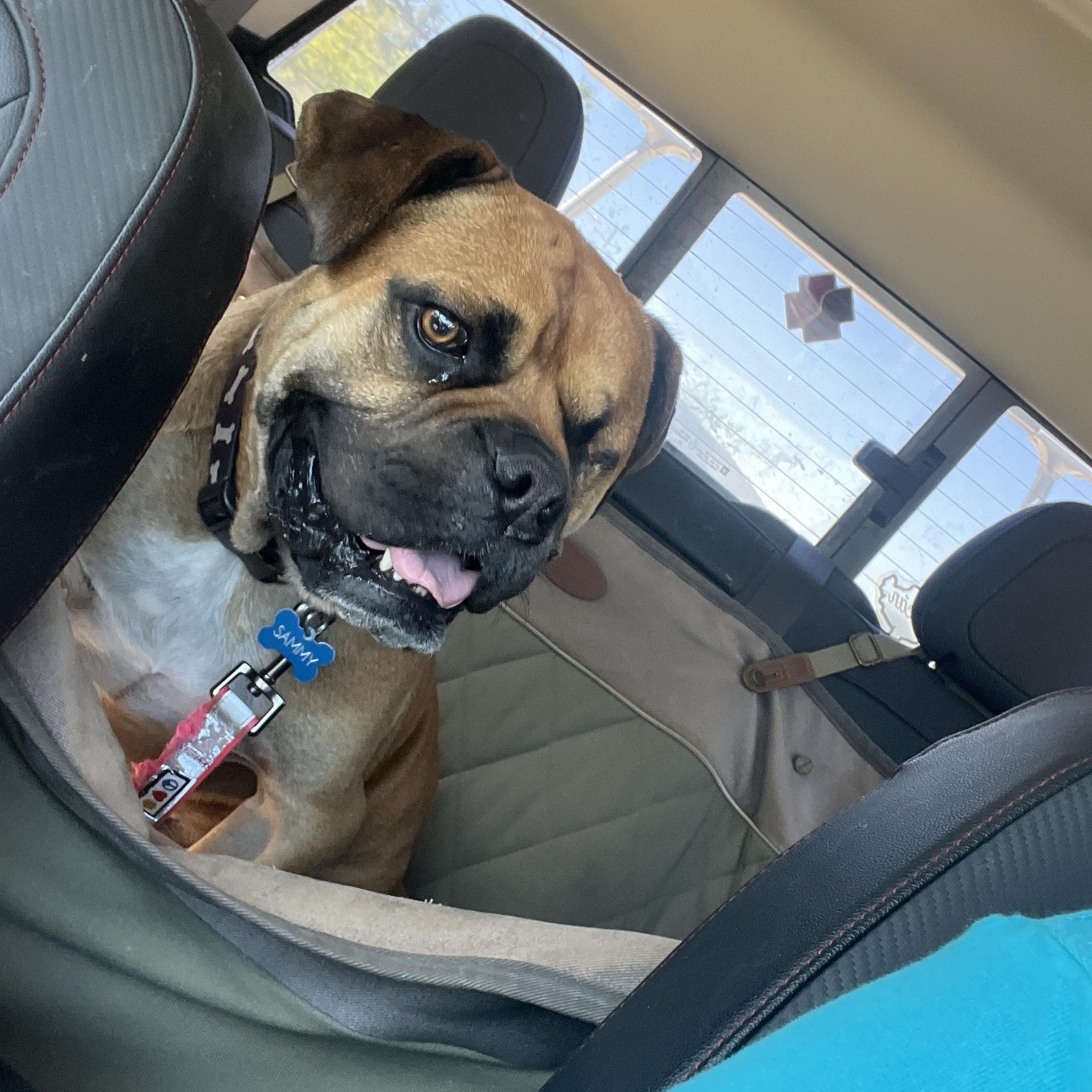 Enlarge Sammy - CA, a ADOPTABLE Bullmastiff in Bakersfield, CA image 4/4