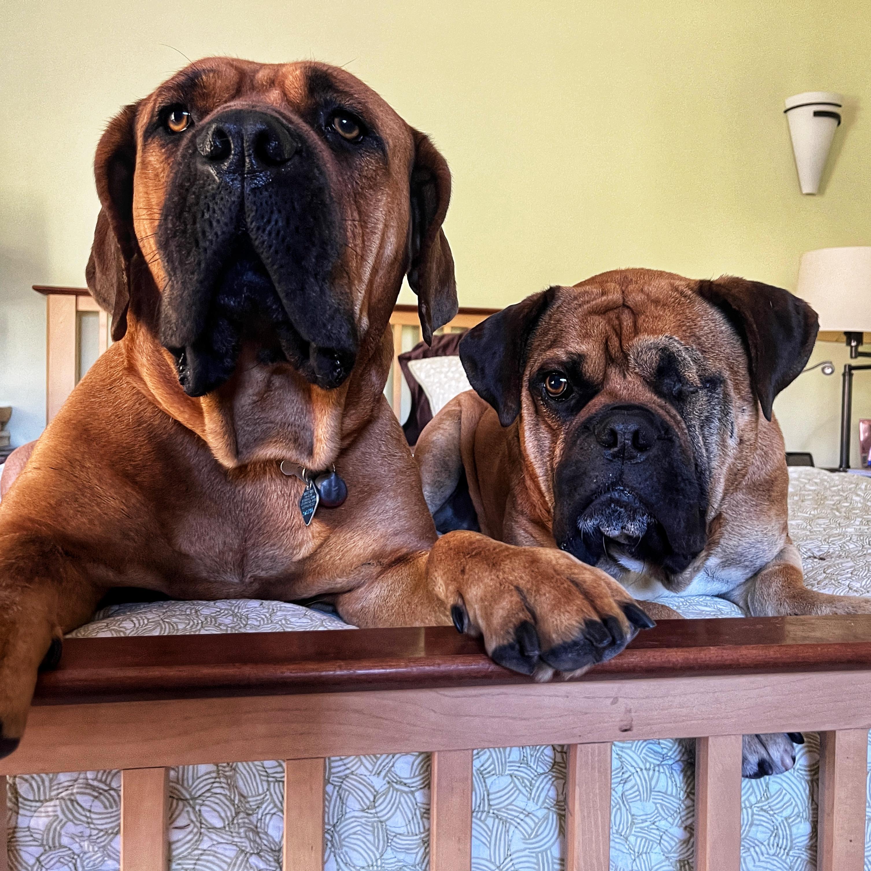 Enlarge Sammy - CA, a ADOPTABLE Bullmastiff in Bakersfield, CA image 3/4