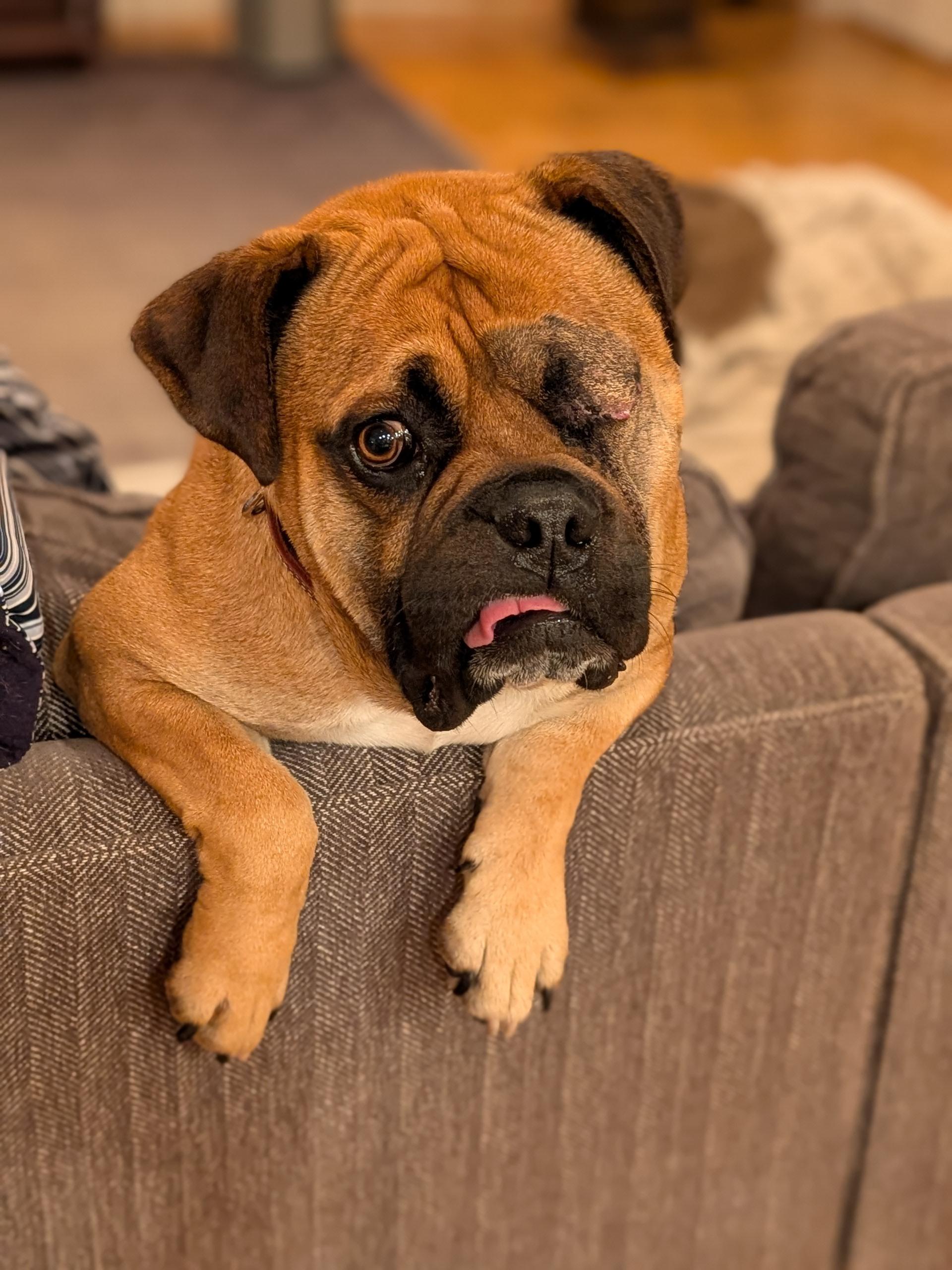 Enlarge Sammy - CA, a ADOPTABLE Bullmastiff in Bakersfield, CA image 2/4