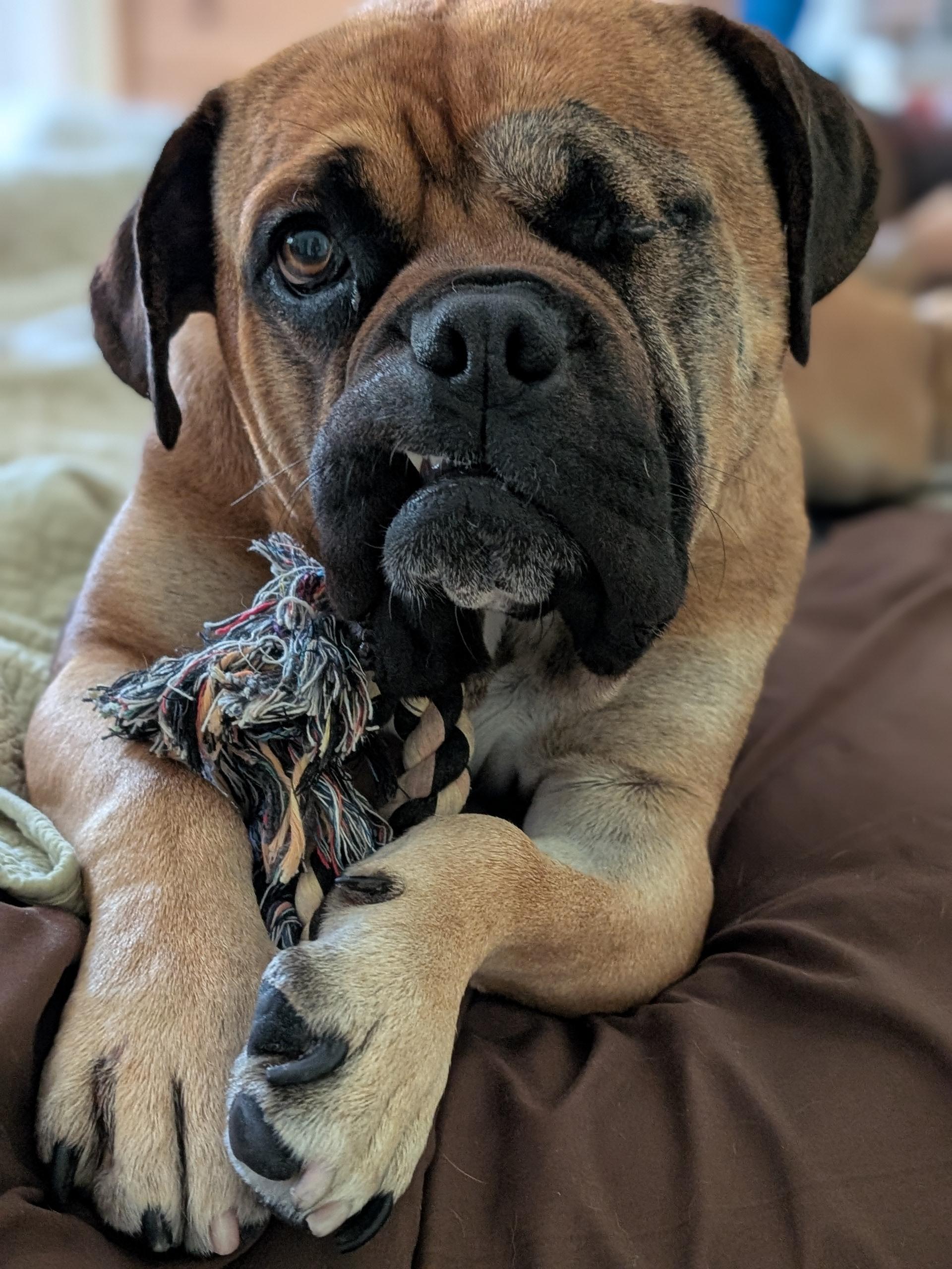 Sammy - CA, ADOPTABLE, Adult Male Bullmastiff.