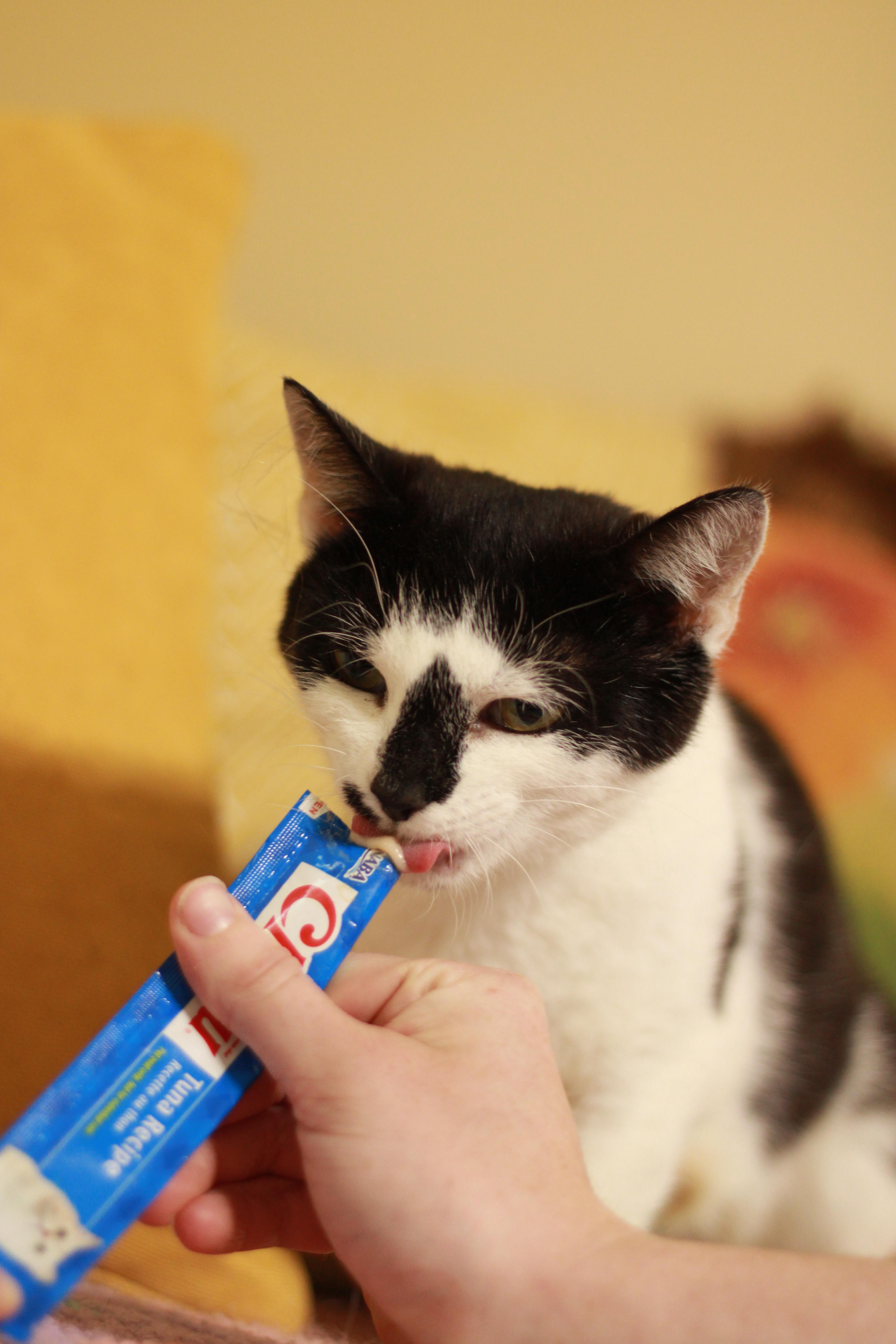Stella (BOBTAIL) photo 2