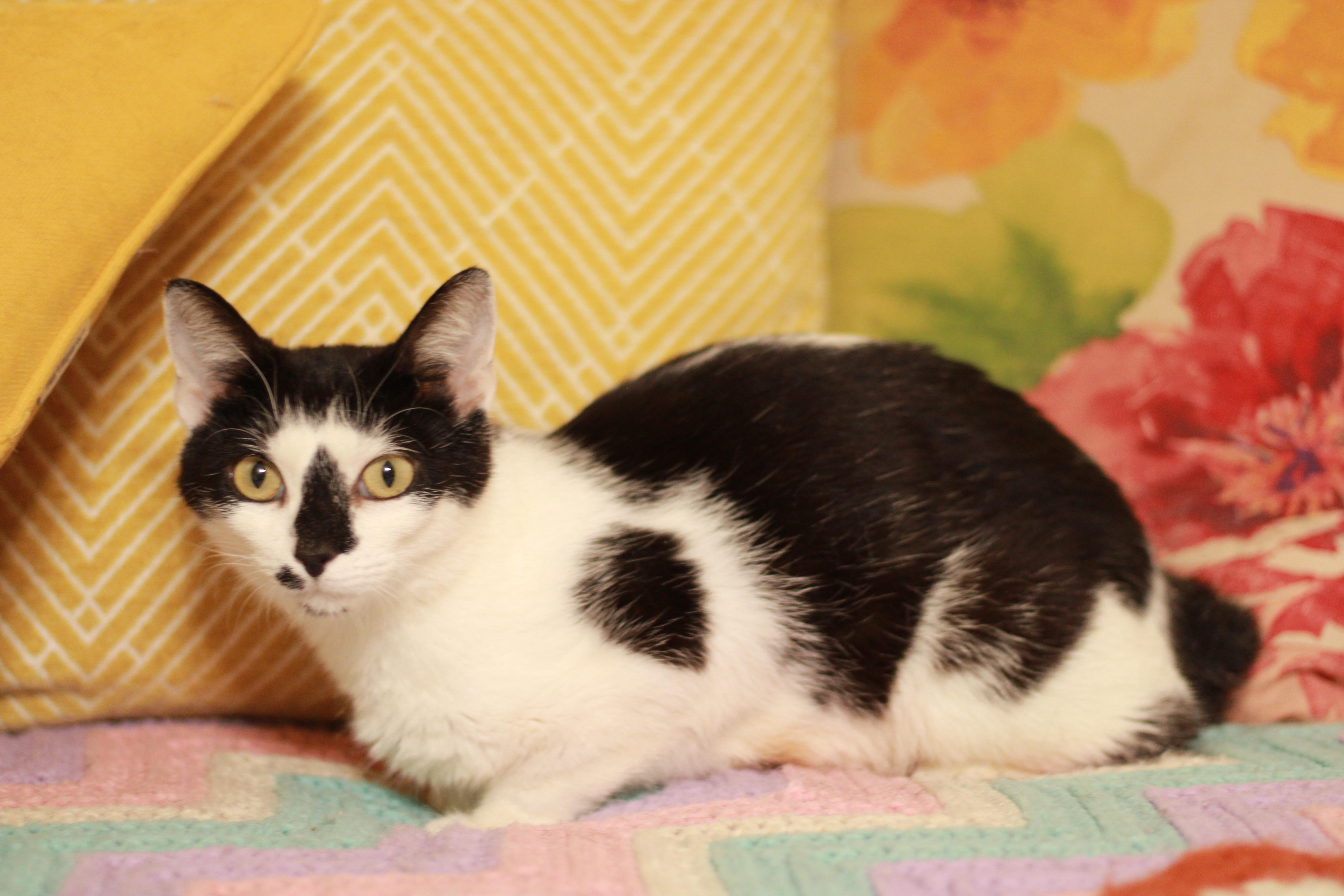 Stella (BOBTAIL) photo 3
