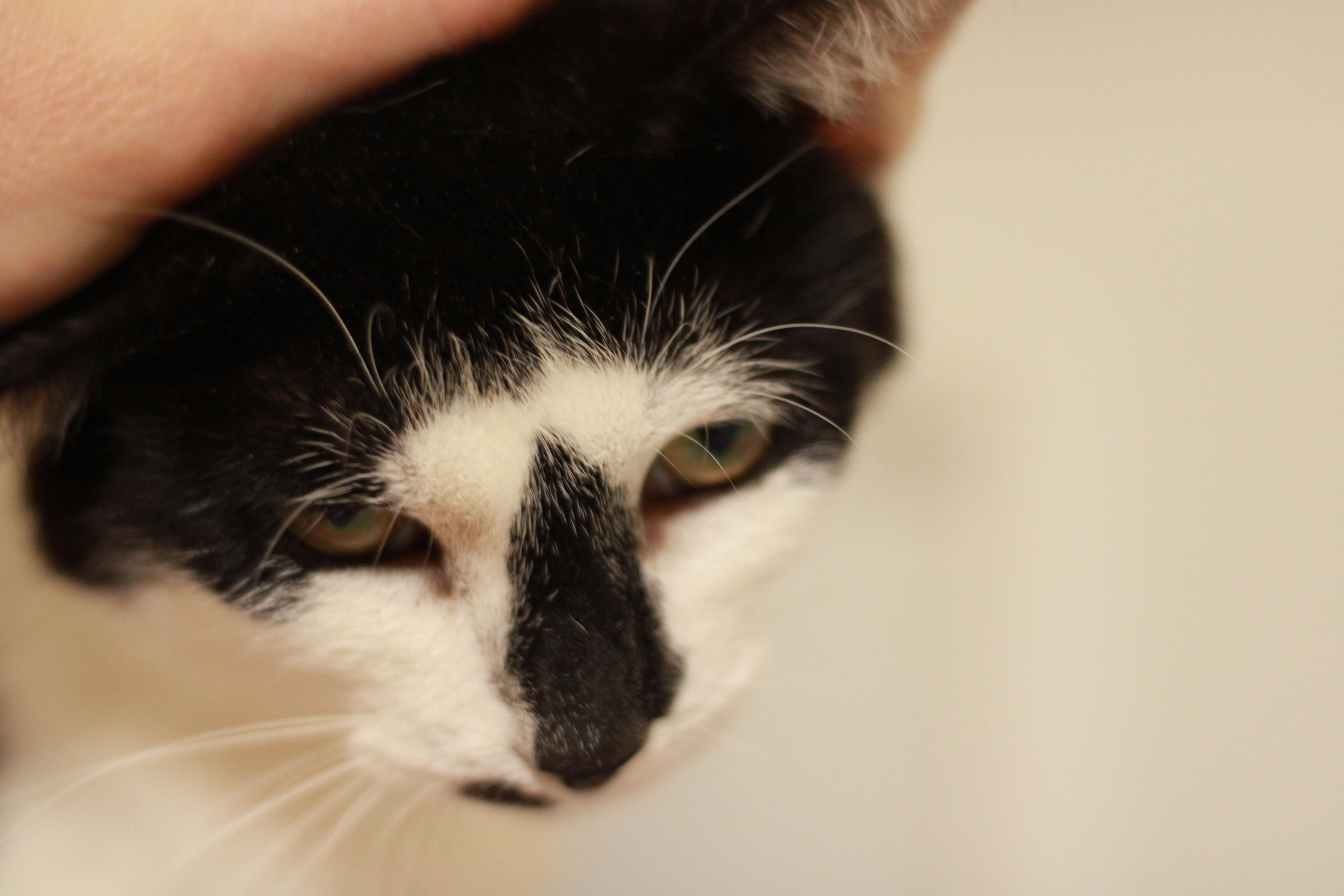 Stella (BOBTAIL) photo 4