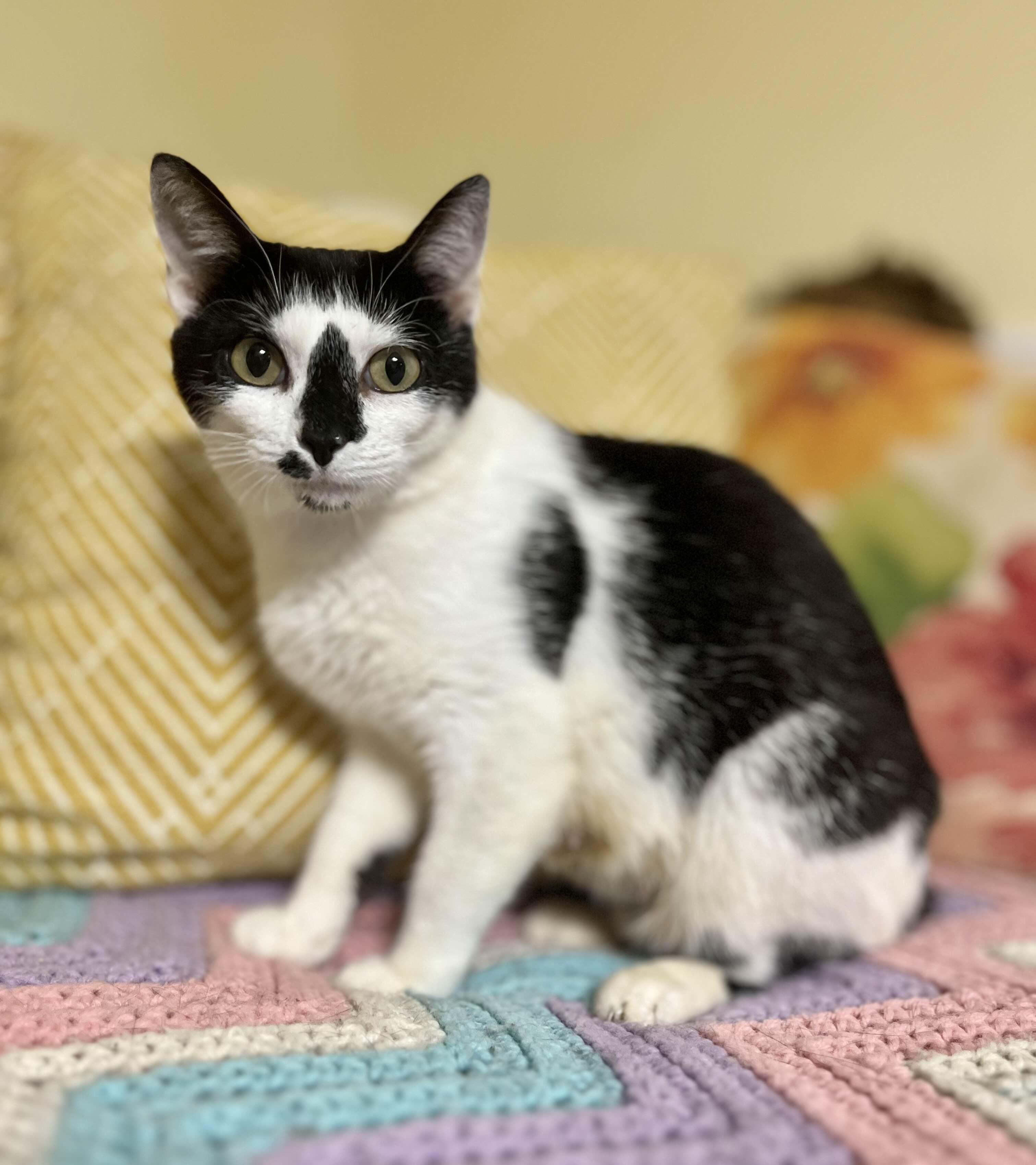 Stella (BOBTAIL), Adult Female Domestic Short Hair