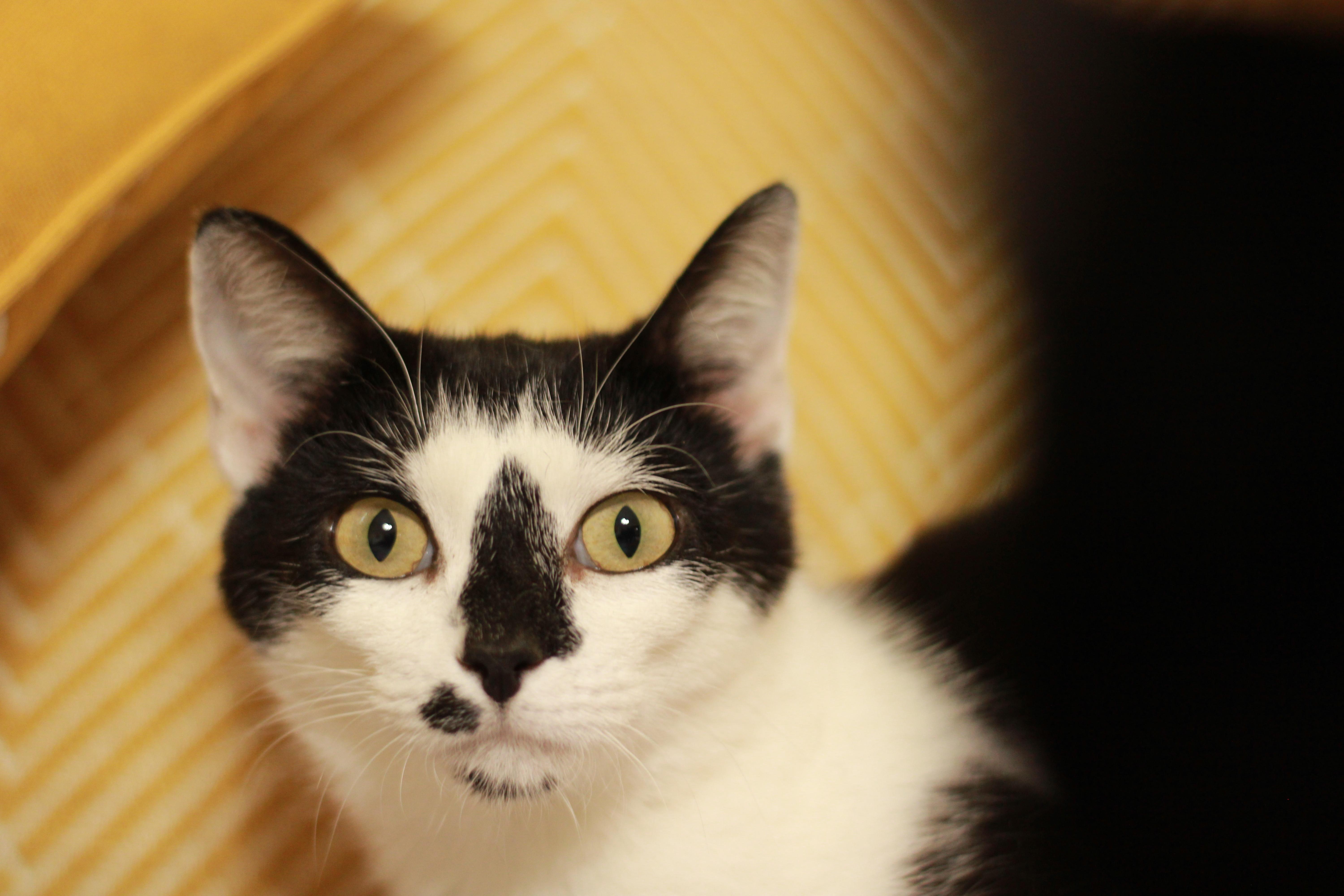 Stella (BOBTAIL) photo 5