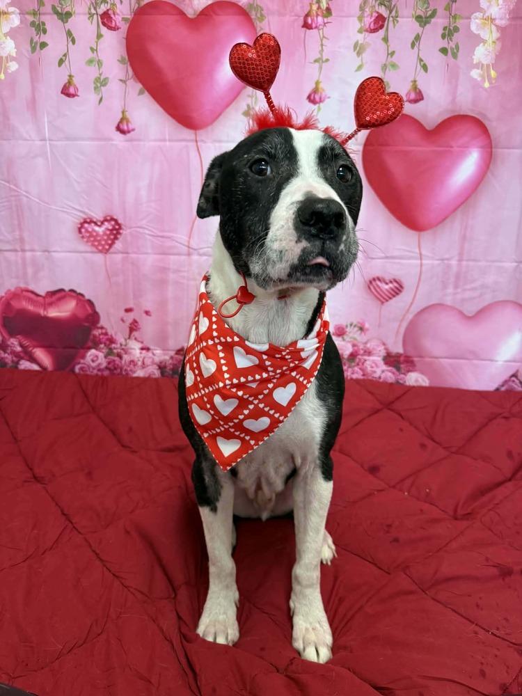 Nero, Adoptable, Adult Male Pit Bull Terrier.