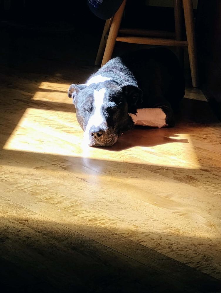 Enlarge Nero, a Adoptable mixed breed in Amherst, NY image 2/6