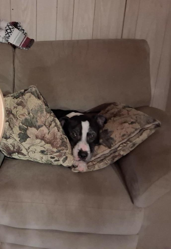 Enlarge Nero, a Adoptable mixed breed in Amherst, NY image 3/6