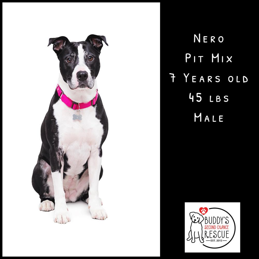 Enlarge Nero, a Adoptable mixed breed in Amherst, NY image 4/6