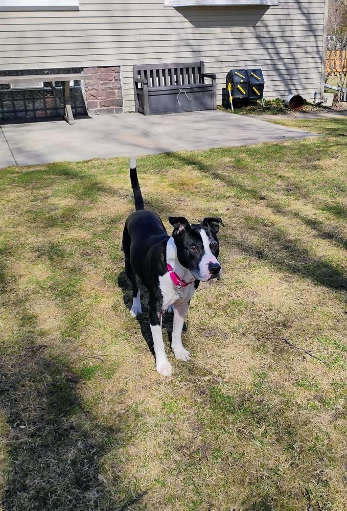 Enlarge Nero, a Adoptable mixed breed in Amherst, NY image 5/6