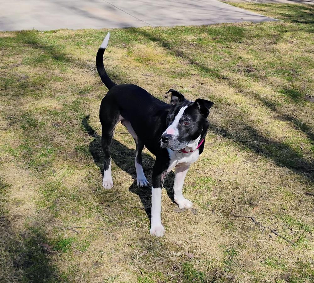 Enlarge Nero, a Adoptable mixed breed in Amherst, NY image 6/6