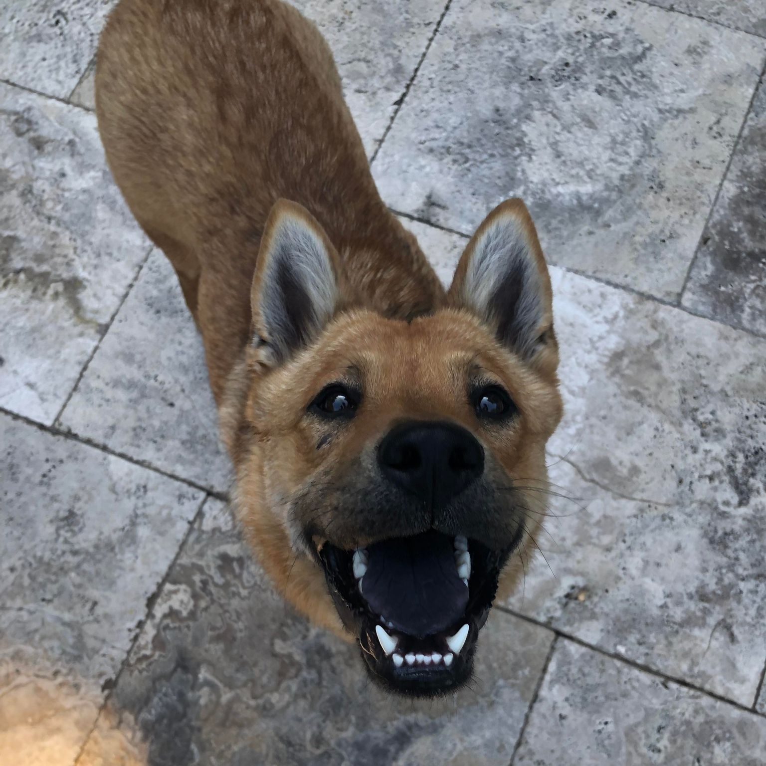 Dog for adoption Chowder, a Chow Chow & German Shepherd Dog Mix in