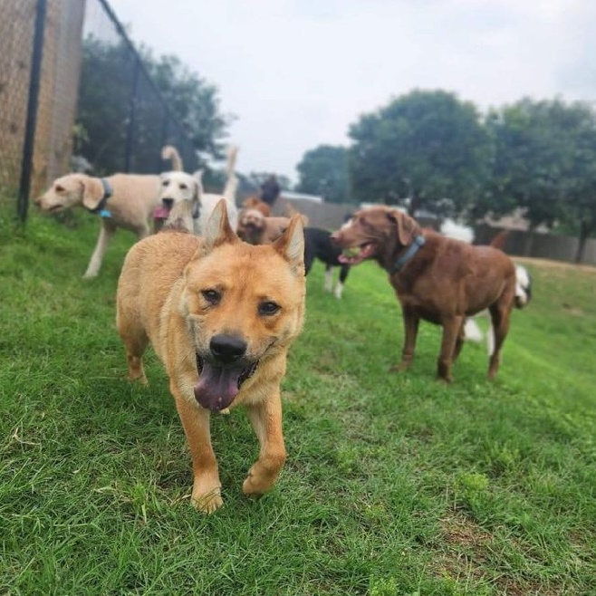 Dog for adoption Chowder, a Chow Chow & German Shepherd Dog Mix in