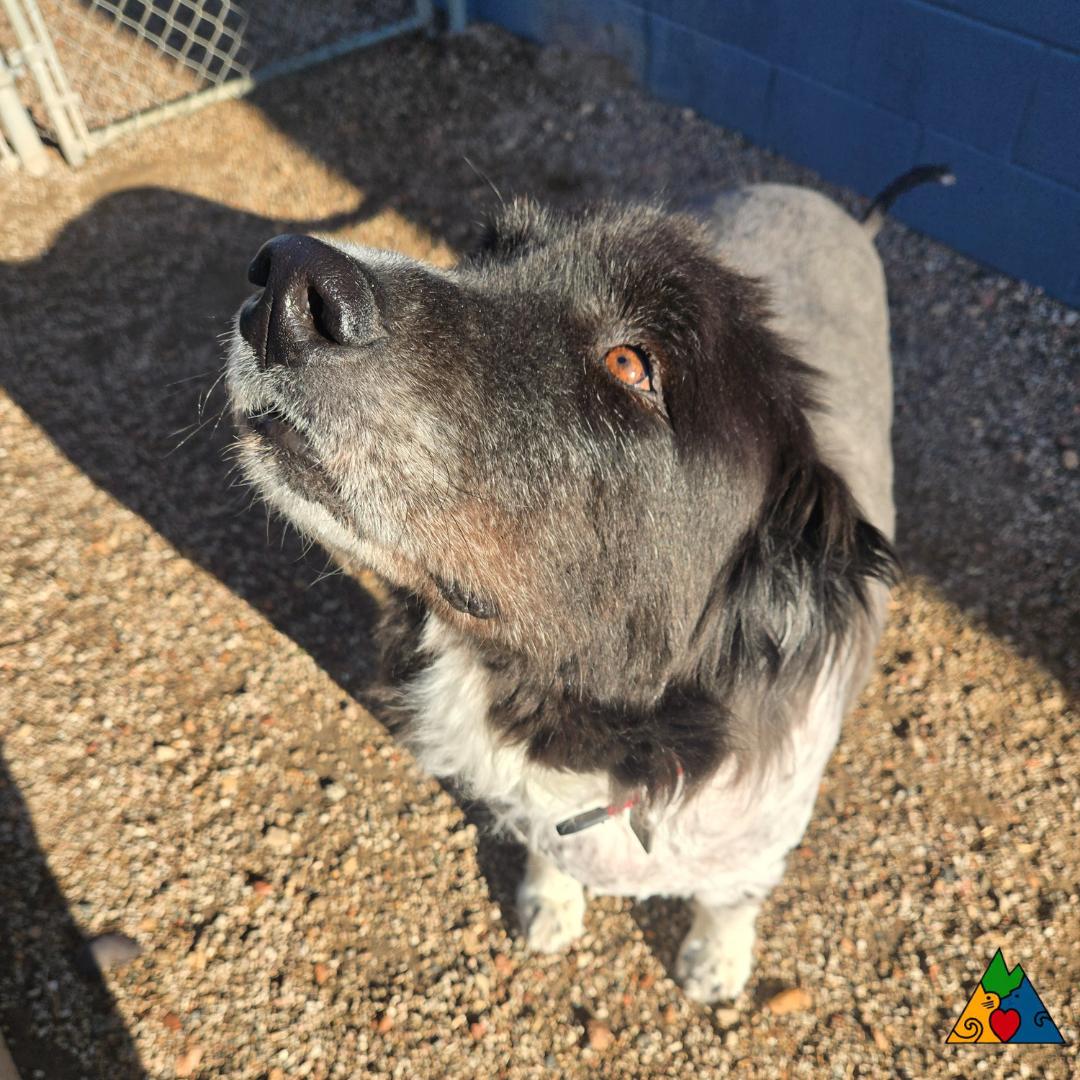 Mally, an adoptable Newfoundland Dog, Mixed Breed in Douglas, WY, 82633 | Photo Image 1