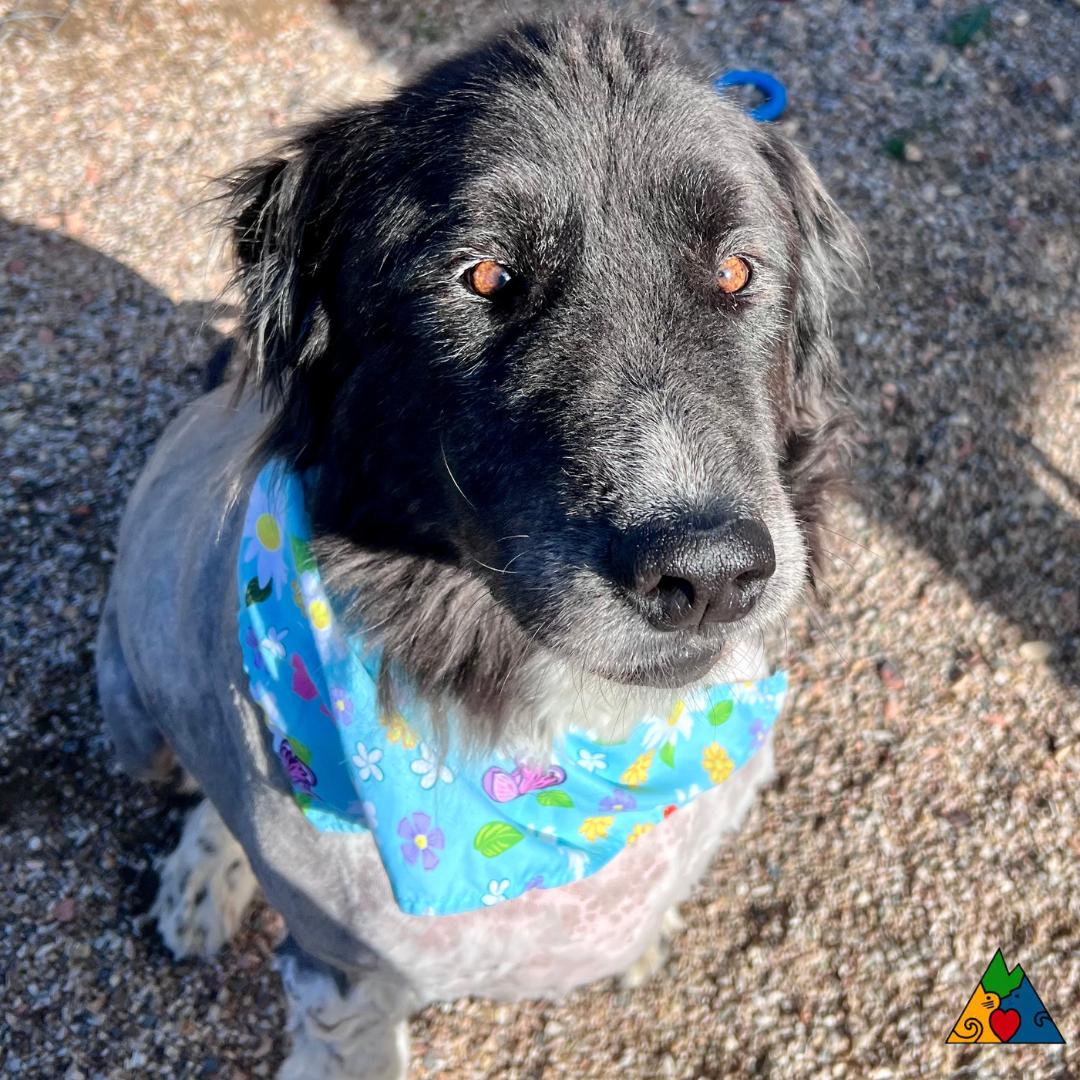 Mally, an adoptable Newfoundland Dog, Mixed Breed in Douglas, WY, 82633 | Photo Image 3
