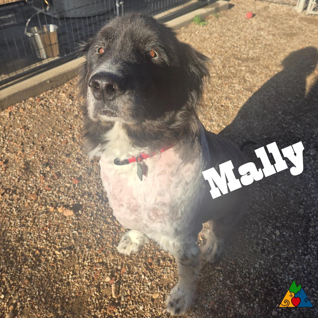 Mally, an adoptable Newfoundland Dog, Mixed Breed in Douglas, WY, 82633 | Photo Image 2