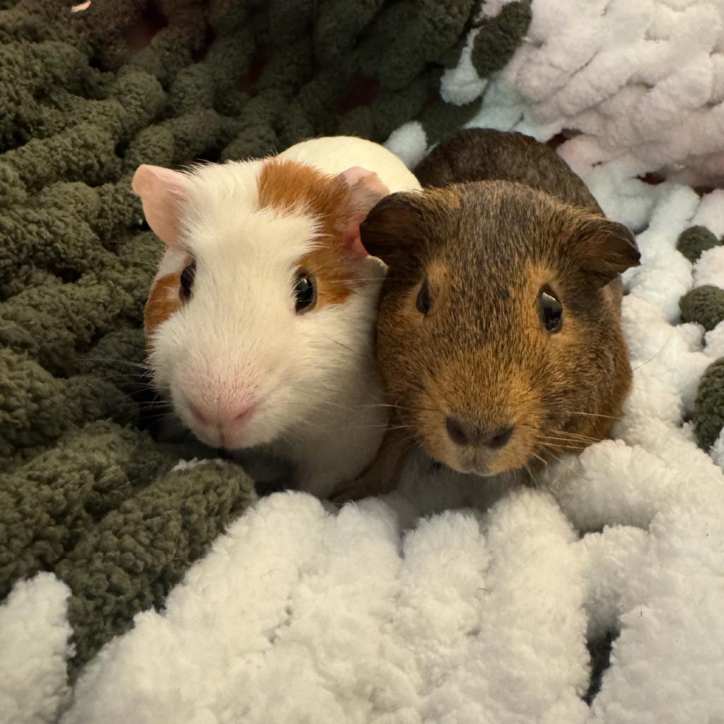 Enlarge Arizona, a Adoptable Guinea Pig in Las Vegas, NV image 1/2