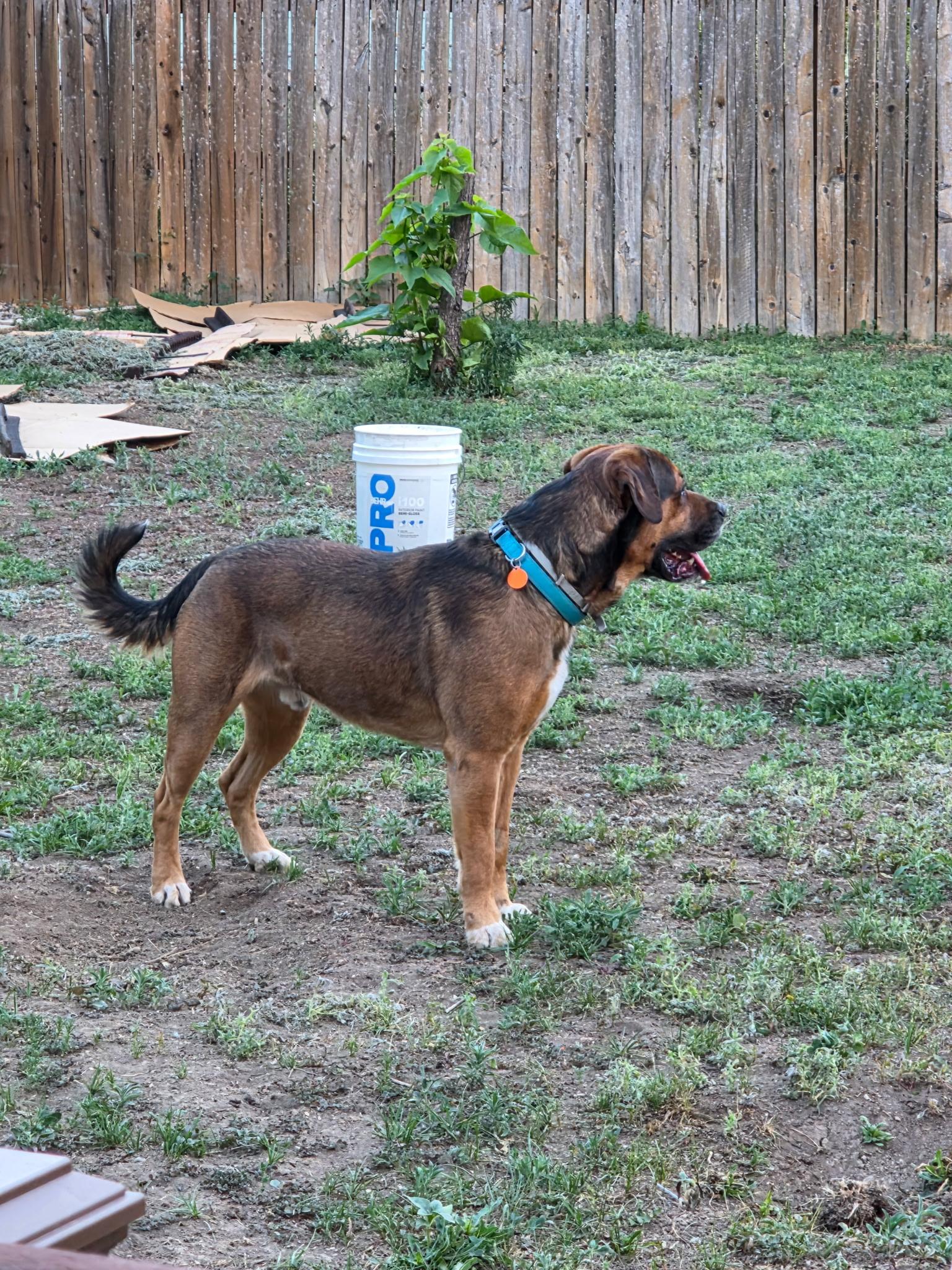 Enlarge Jax, an adoptable mixed breed in Estes Park, CO image 3/6