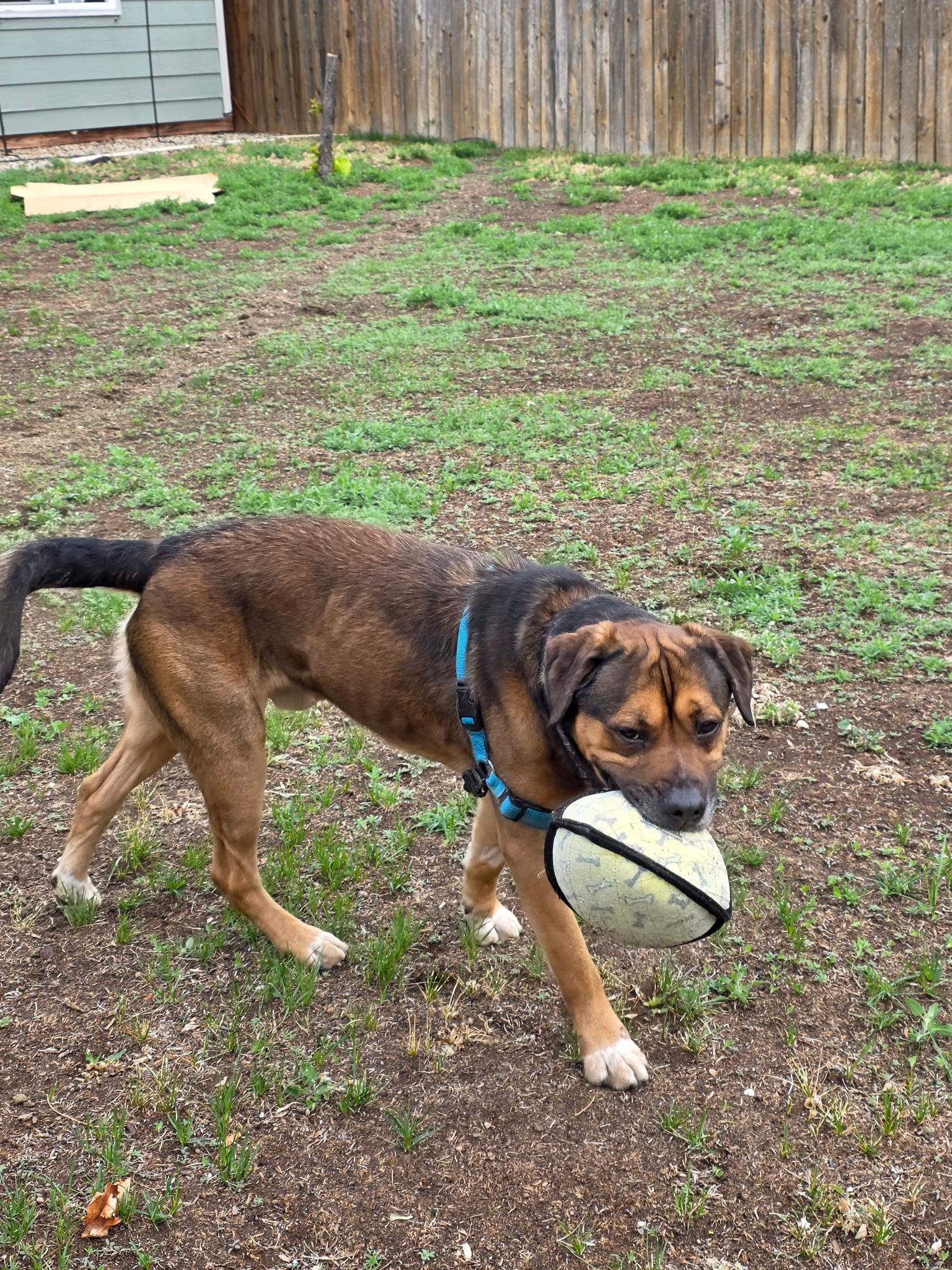 Enlarge Jax, an adoptable mixed breed in Estes Park, CO image 6/6