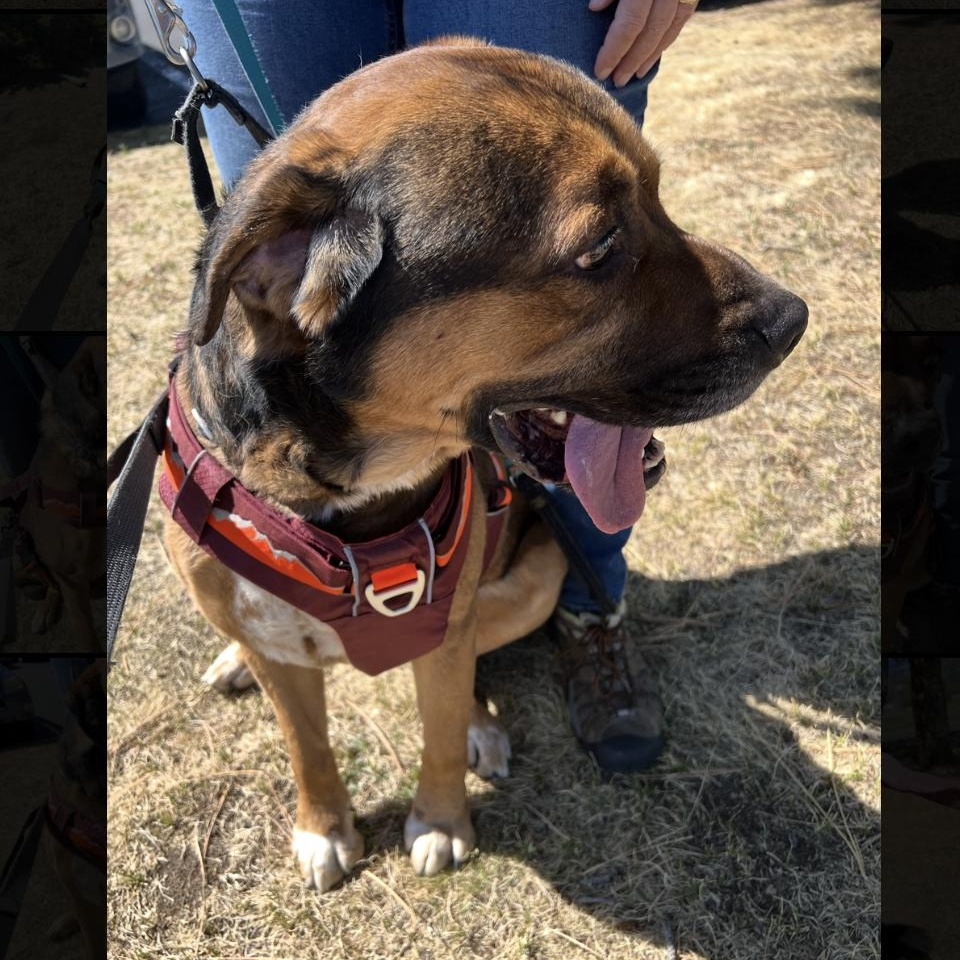 Jax, a ADOPTABLE mixed breed in Estes Park, CO image 2/4