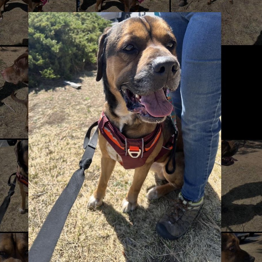 Jax, ADOPTABLE, Adult Male Mastiff & Rottweiler.