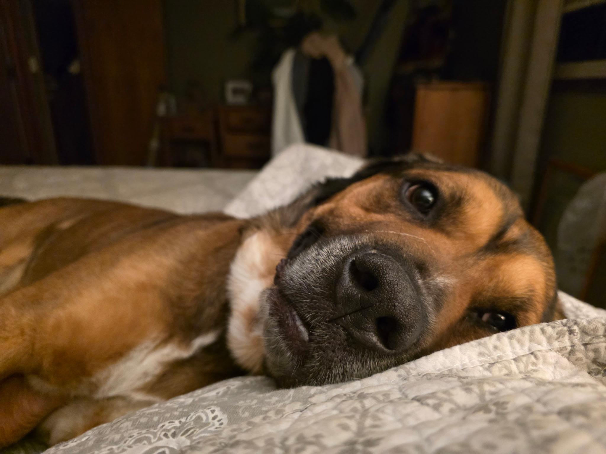 Enlarge Jax, an adoptable mixed breed in Estes Park, CO image 4/6