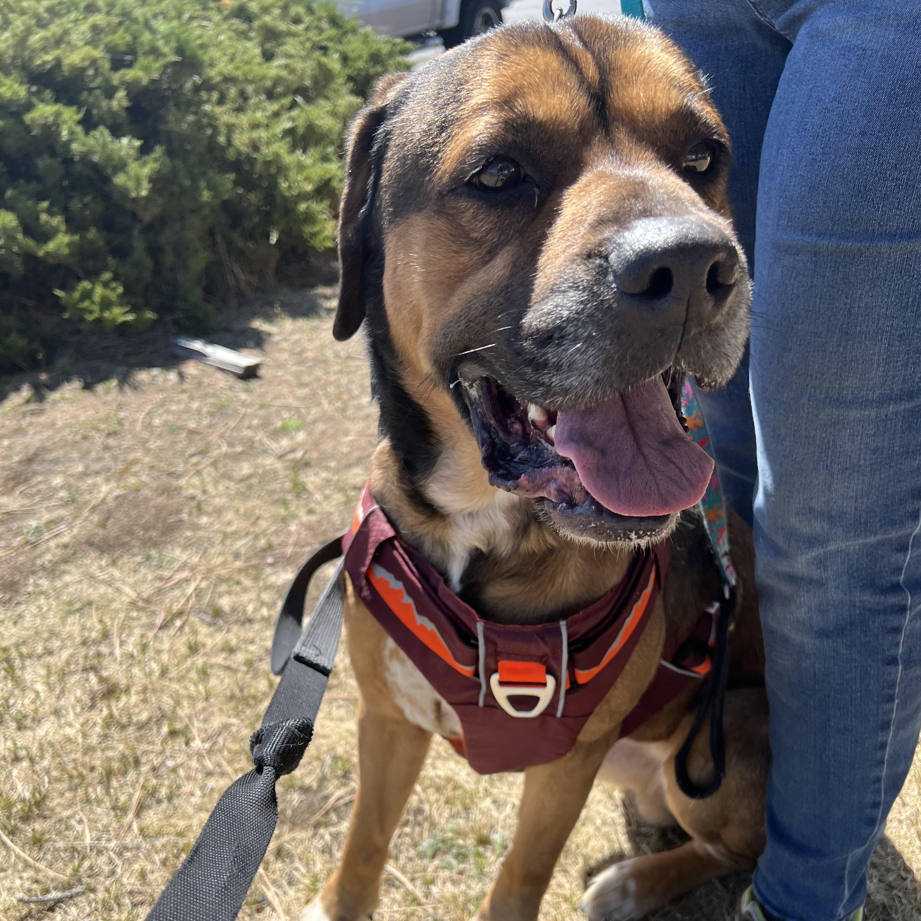 Jax, adoptable, Young Male Rottweiler & German Shepherd Dog.