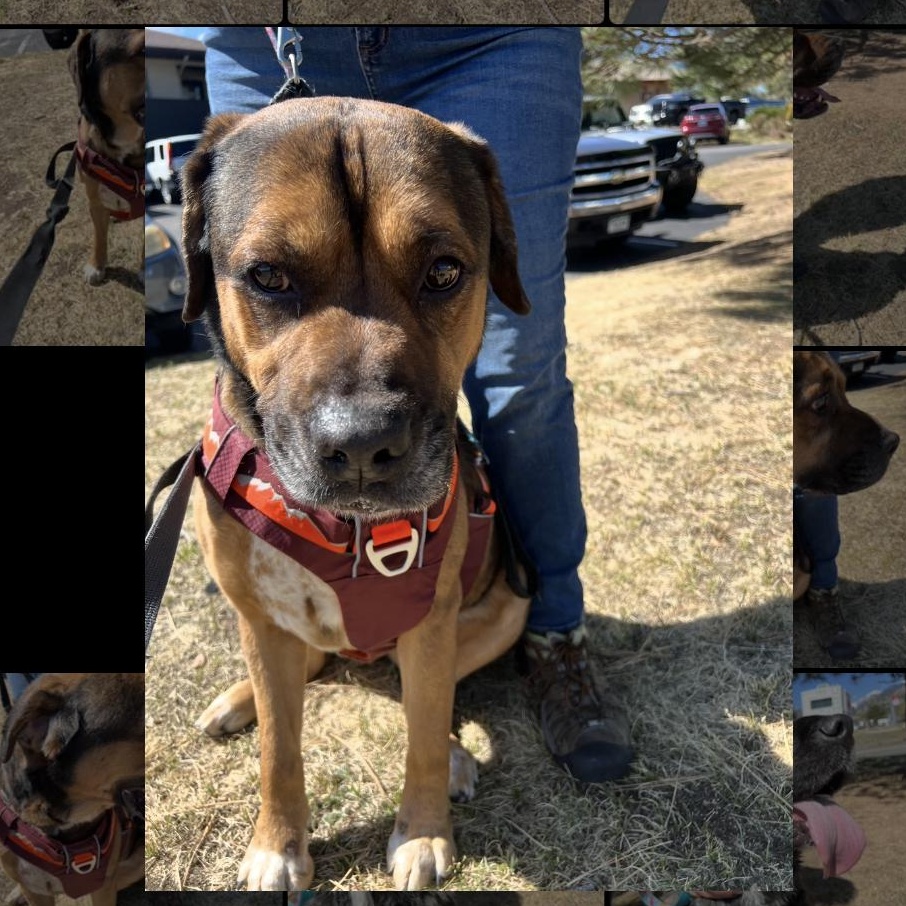 Jax, a ADOPTABLE mixed breed in Estes Park, CO image 4/4