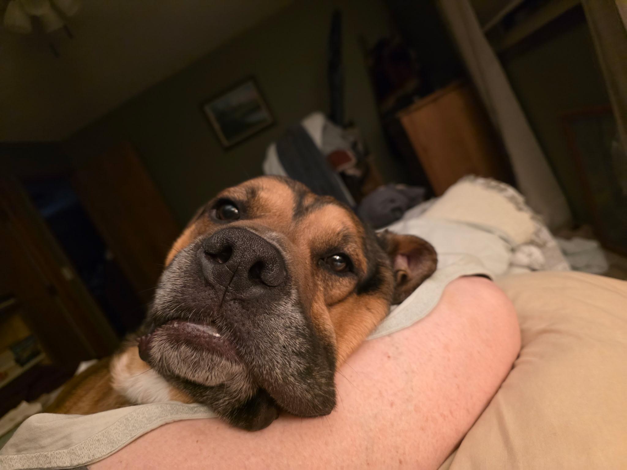 Enlarge Jax, an adoptable mixed breed in Estes Park, CO image 2/6