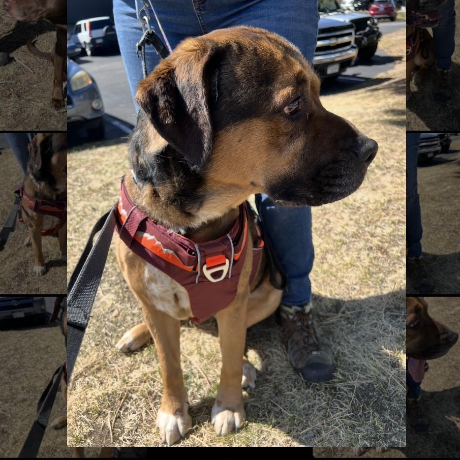 Jax, a ADOPTABLE mixed breed in Estes Park, CO image 3/4