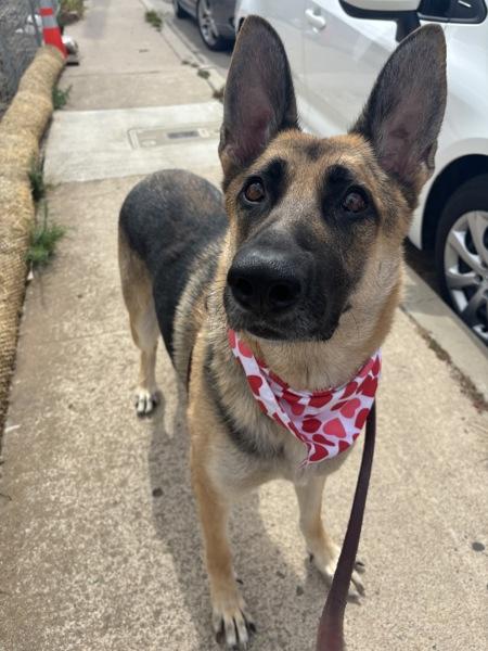 Beverly, Adoptable, Adult Female German Shepherd Dog.