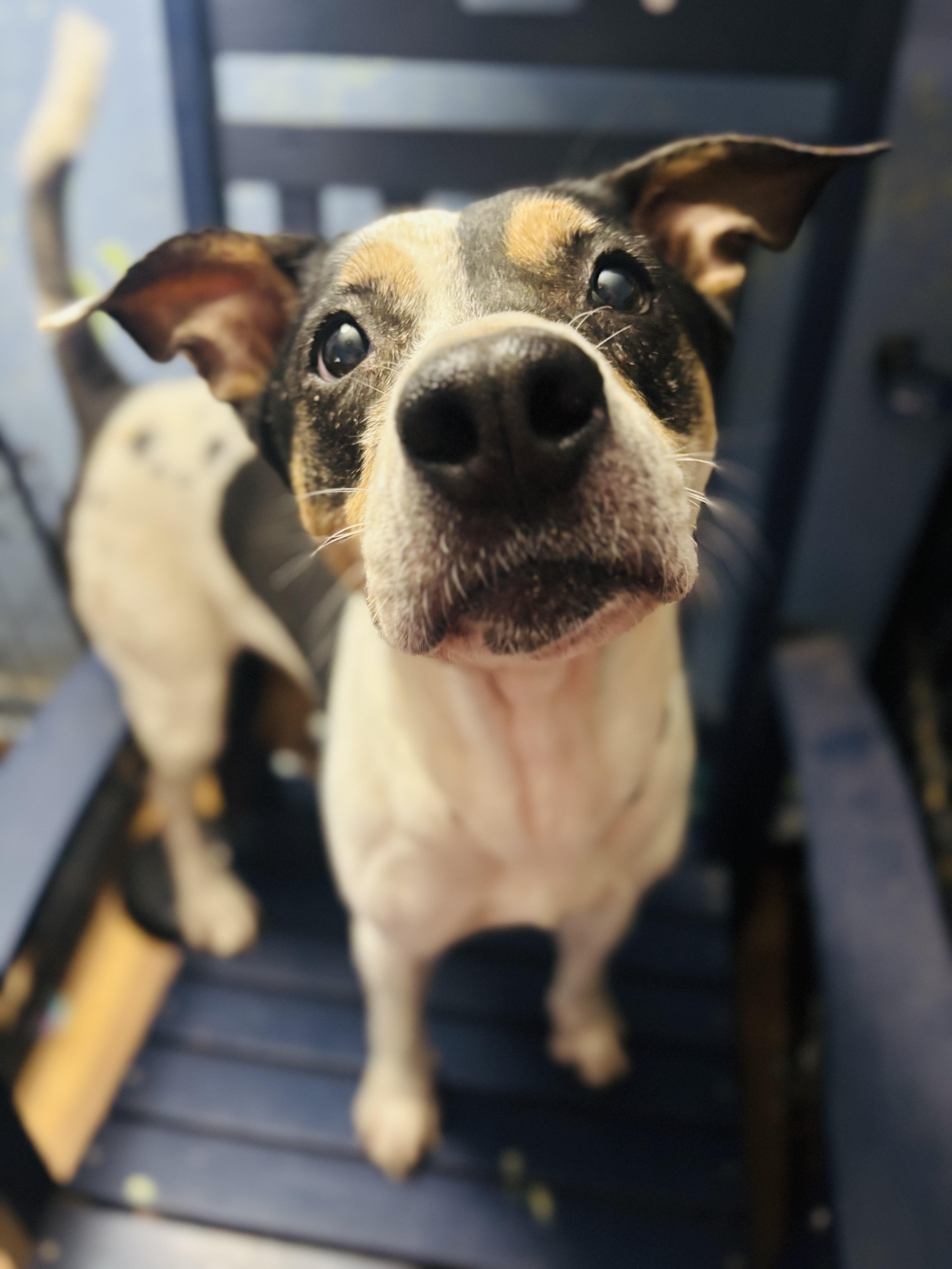 Sophie, a Adoptable mixed breed in Rogers, AR image 2/3