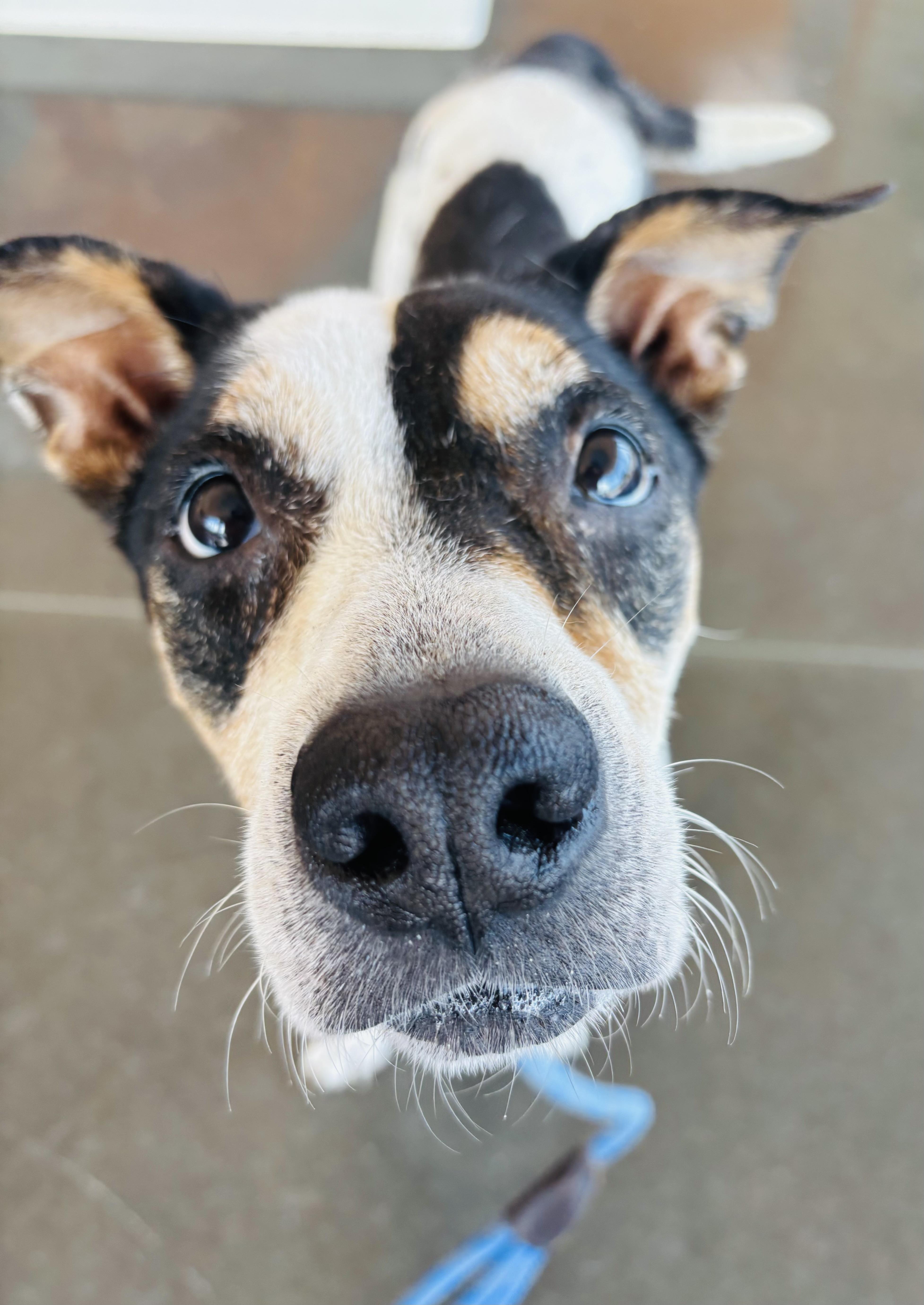 Sophie, a Adoptable mixed breed in Rogers, AR image 1/3