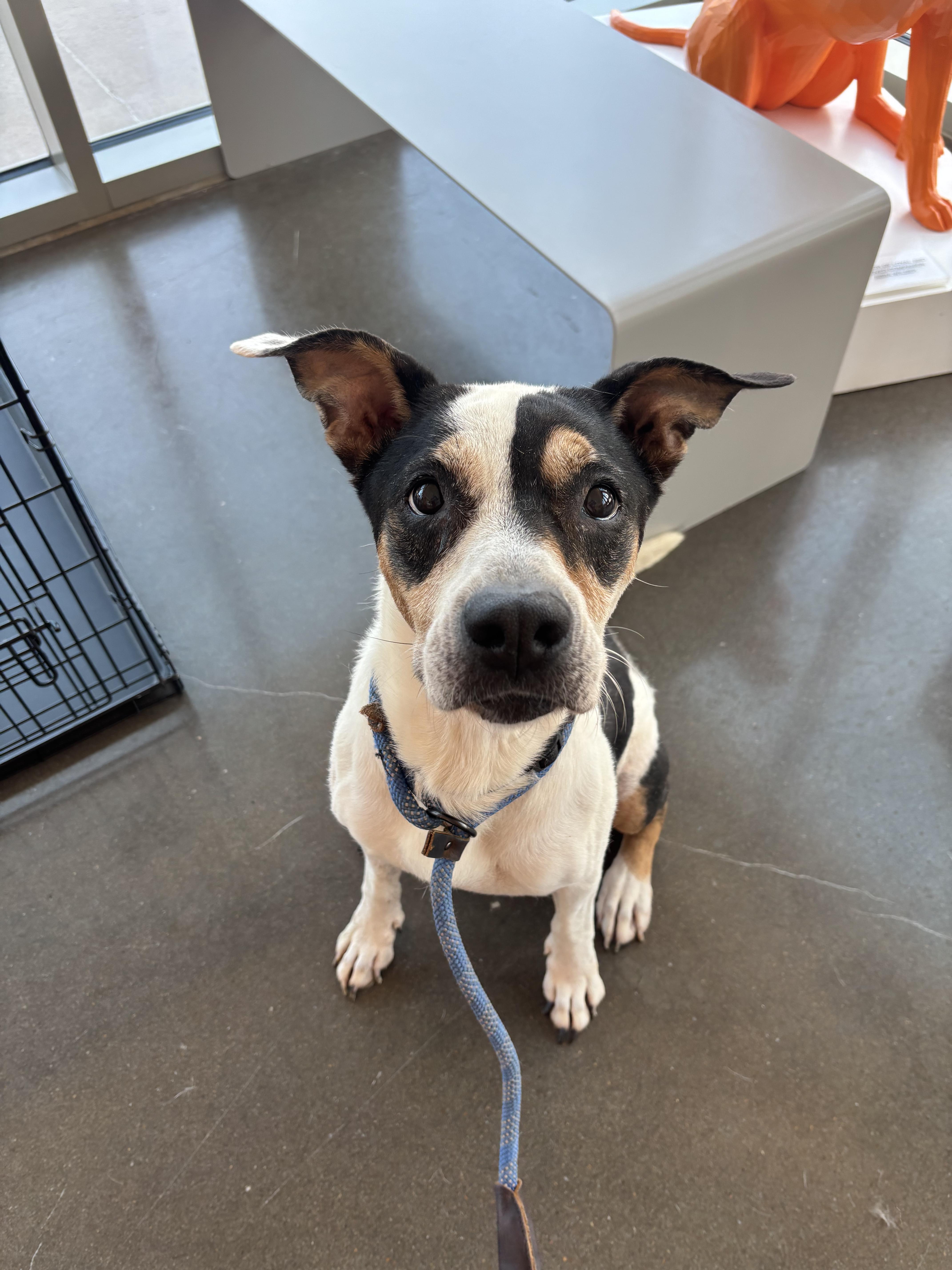 Sophie, a Adoptable mixed breed in Rogers, AR image 3/3