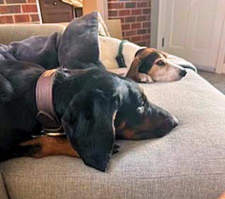 Enlarge Brady (VA), an adopted Black and Tan Coonhound in Williamsburg, VA image 4/5