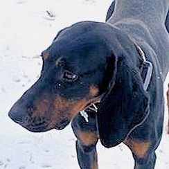 Brady (VA), adopted, Young Male Black and Tan Coonhound.