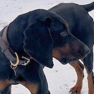 Enlarge Brady (VA), an adopted Black and Tan Coonhound in Williamsburg, VA image 2/5