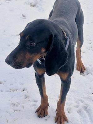 Enlarge Brady (VA), an adopted Black and Tan Coonhound in Williamsburg, VA image 3/5