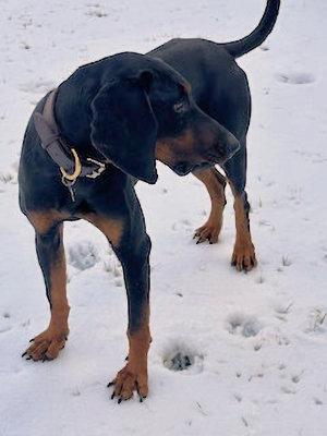 Enlarge Brady (VA), an adopted Black and Tan Coonhound in Williamsburg, VA image 5/5