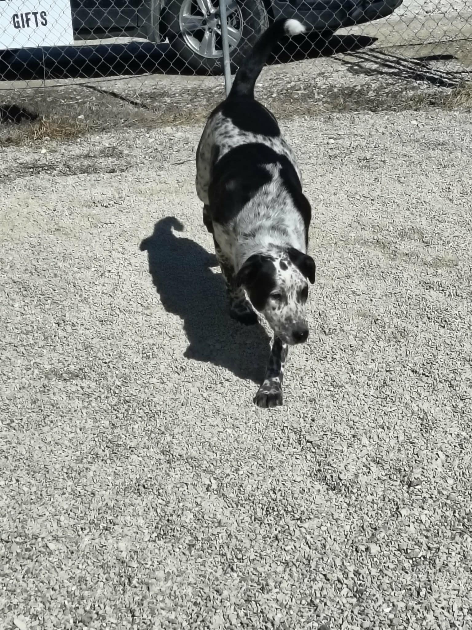 Enlarge Bandit, a Adopted mixed breed in Stover, MO image 1/3