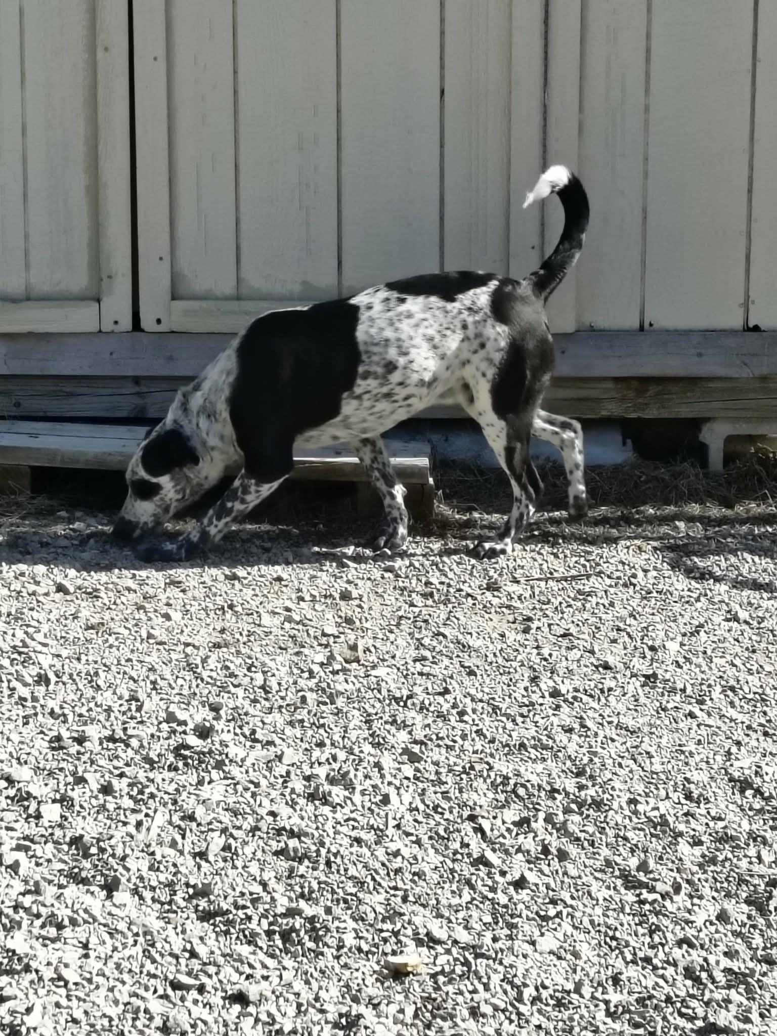 Enlarge Bandit, a Adopted mixed breed in Stover, MO image 2/3