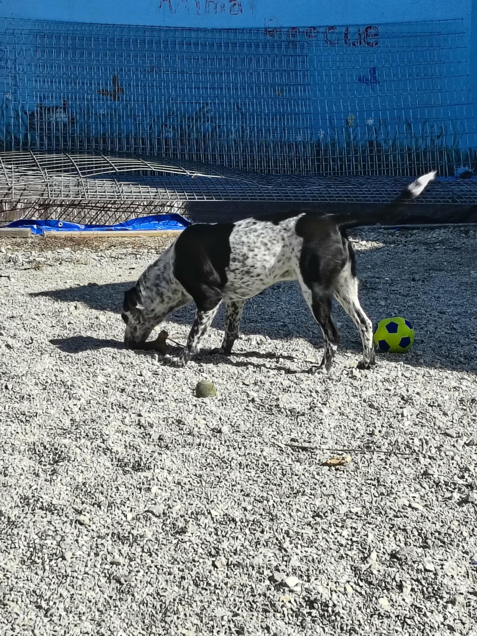 Enlarge Bandit, a Adopted mixed breed in Stover, MO image 3/3